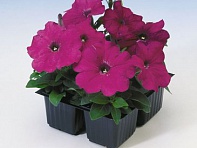 Петуния многоцветковая (Lambada F1)