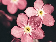 Незабудка лесная (Rosylva)